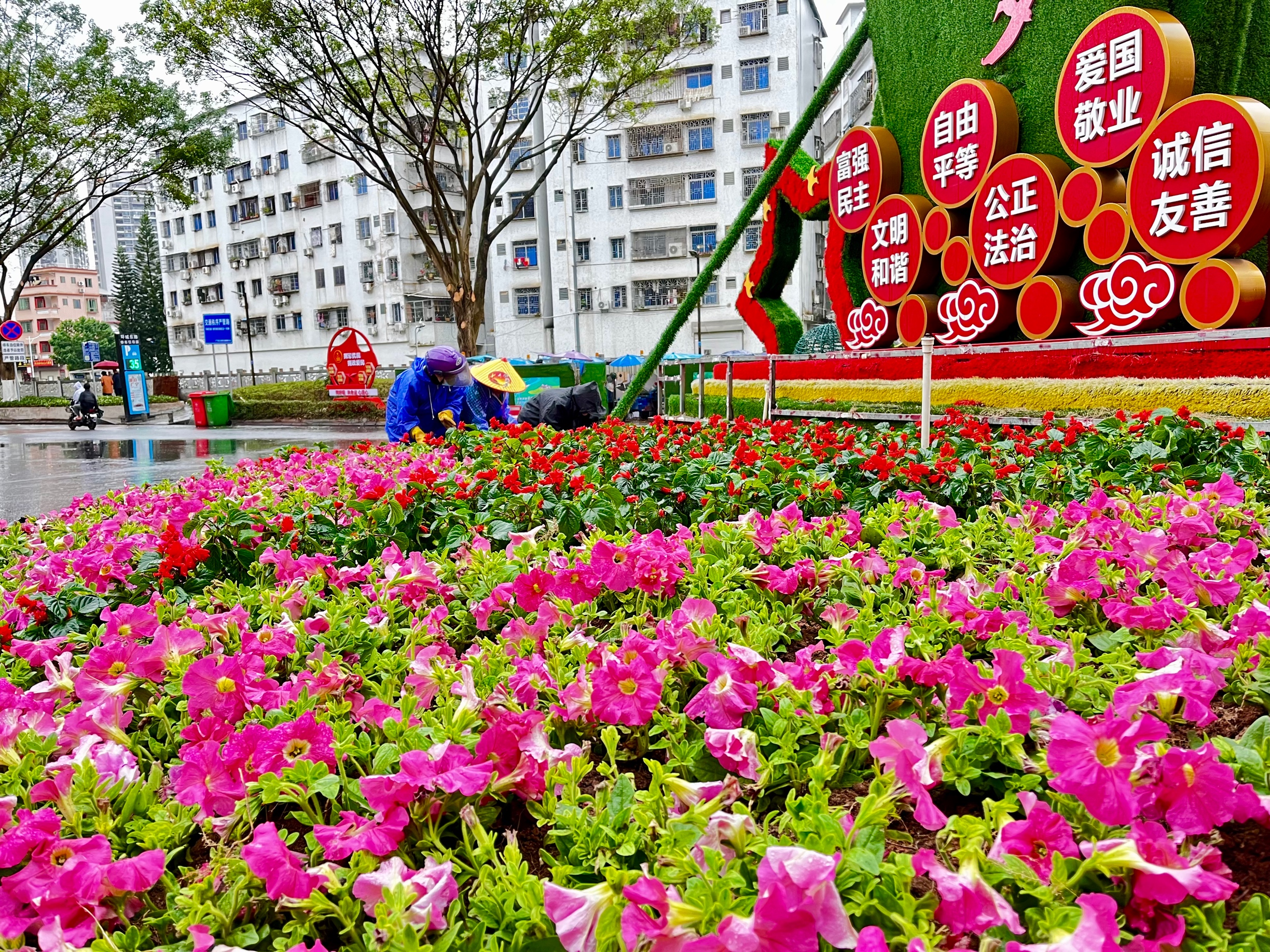 城管动态广宁城管栽种时花扮靓城区增香添色喜迎新春