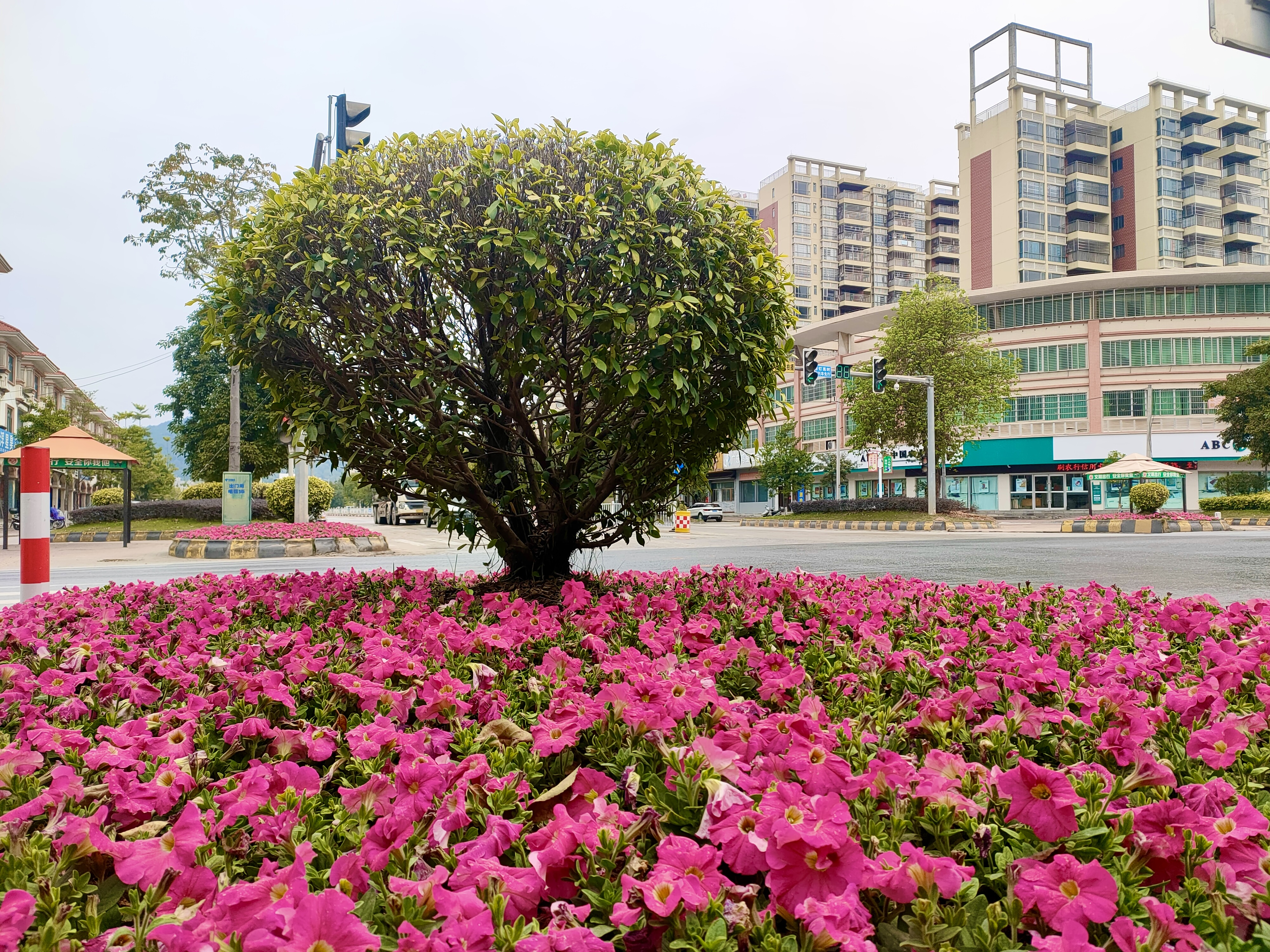 【城管●动态】广宁城管:栽种时花扮靓城区,增香